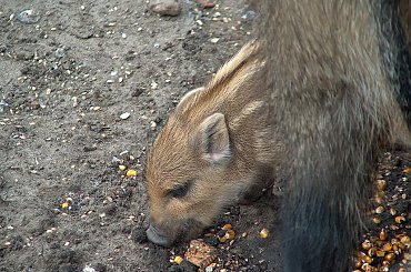 Zwierzaki #Zwierzęta #dziki #KrynicaMorska #urlop