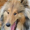 collie