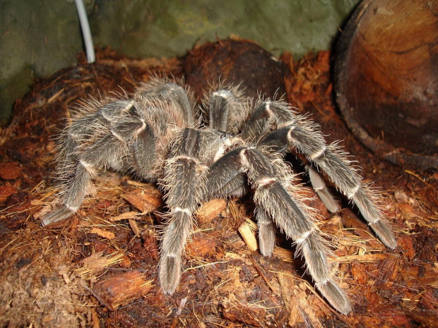 Lasiodora parachybana