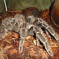 Lasiodora parachybana