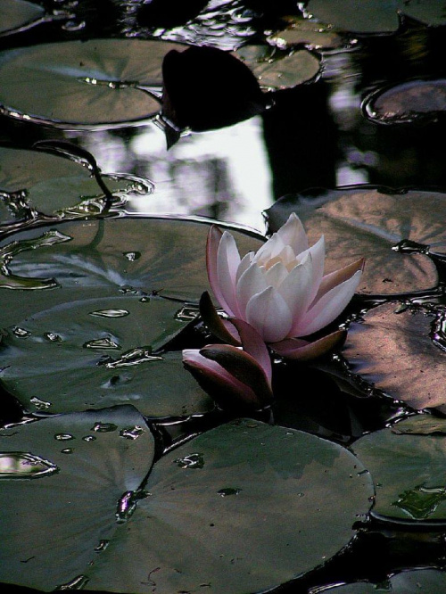 Lilia wodna pion #kwiaty