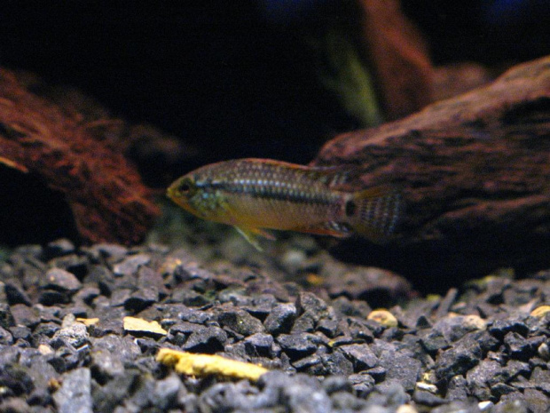 Apistogramma sp. Vielfleck 3