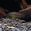 Apistogramma sp. Vielfleck 3