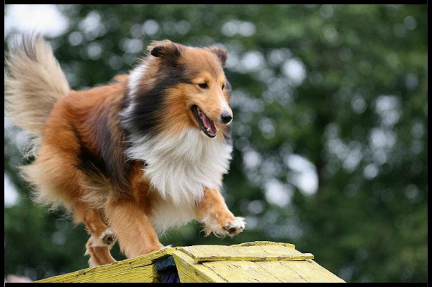 Pokaz Agility Wystawa Psów Olsztyn 2007