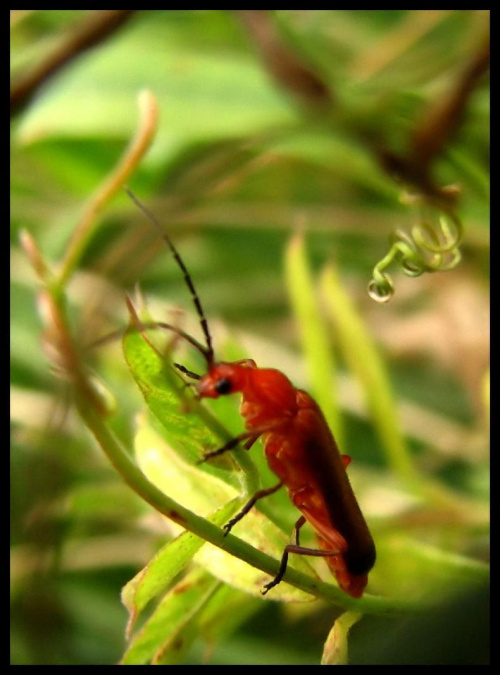 w tym zdjęciu najlepsza jest ta roślinka po prawej :) #owad #robak #makro