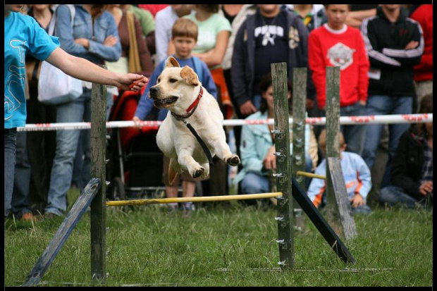 Pokaz Agility Wystawa Psów Olsztyn 2007