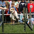 Pokaz Agility Wystawa Psów Olsztyn 2007