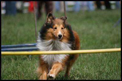 Pokaz Agility - Olsztyn 2007 Wystawa Psów