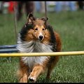 Pokaz Agility - Olsztyn 2007 Wystawa Psów