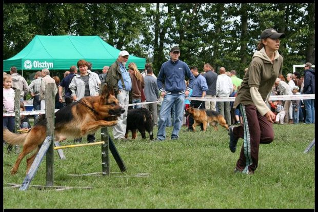 Pokaz Agility Wystawa Psów Olsztyn 2007