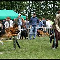 Pokaz Agility Wystawa Psów Olsztyn 2007