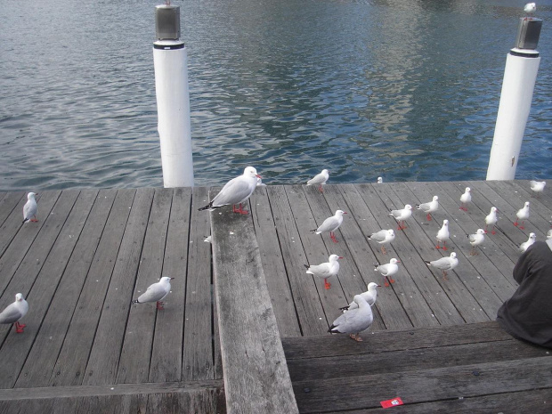 Zawsze glodne seagulls