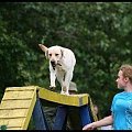 Pokaz Agility - Olsztyn 2007 Wystawa Psów