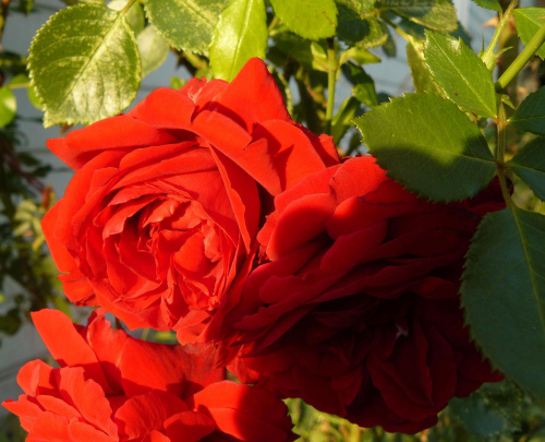 Róże. #róża #makro #cień