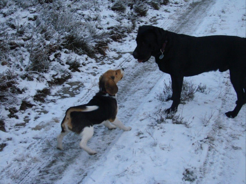 Labi i Bemol