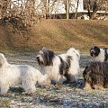 spacerowe zabawy - Czekamy na rzucenie patyczka!