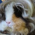 HODOWLA RODOWODOWYCH ŚWINEK MORSKICH NAOMI-CAVIA #ŚwinkiMorskie