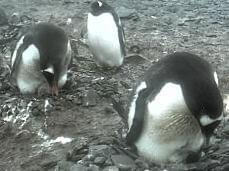pingwiny z maluszkami #PtakiNielotyPingwiny