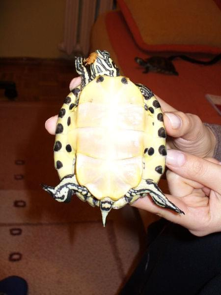 MAŁY ŻÓŁWIK