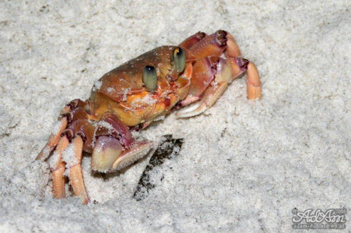 Krab na plaży w Mombasie.