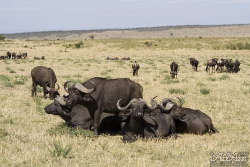 Bawoły i trochę Gnu