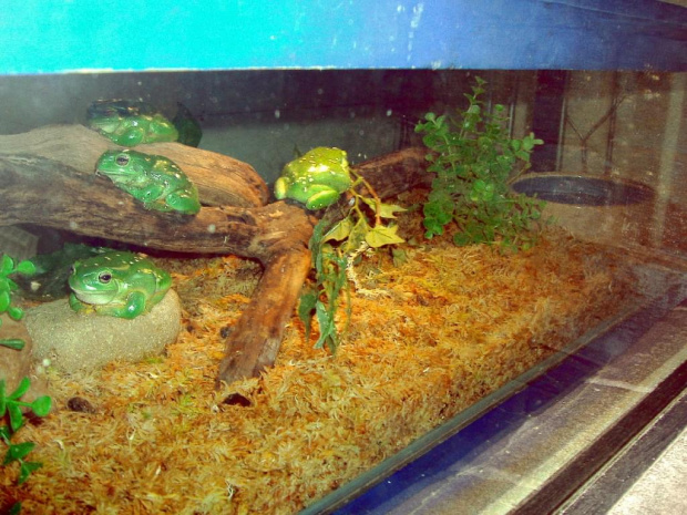 Zwierzęta i widoki Reptile Park