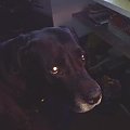 Mój pies, Macho - patrzy sobie na lampkę i mu się gały świecą xD #MachoLampaŻarówkaPies
