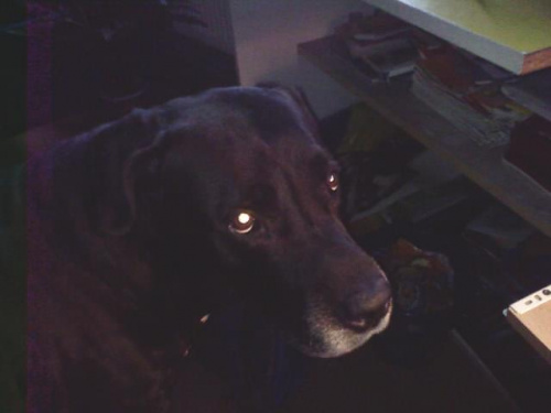 Mój pies, Macho - patrzy sobie na lampkę i mu się gały świecą xD #MachoLampaŻarówkaPies