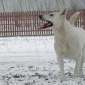 Biały owczarek BOS #psy #PiesBialyOwczarekSzwajcarski
