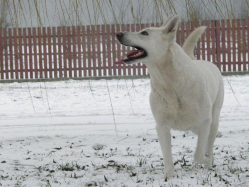 Biały owczarek BOS #psy #PiesBialyOwczarekSzwajcarski