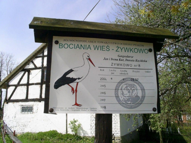 Wieś, w której jest więcej bocianów niz ludzi! #bociany #Żywkowo