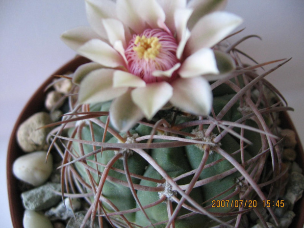 Gymnocalycium