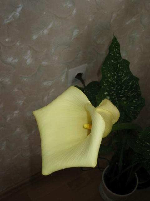 ZANTEDESCHIA - kwiat