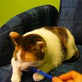 Z cyklu - "Mikusia gryzie długopis" :) #kot #koty #śmieszne #długopis #miki #mikusia