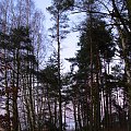 #chwaszczyno #kawle #zachód #drzewa #las #droga #bajorko #bajoro #jezioro