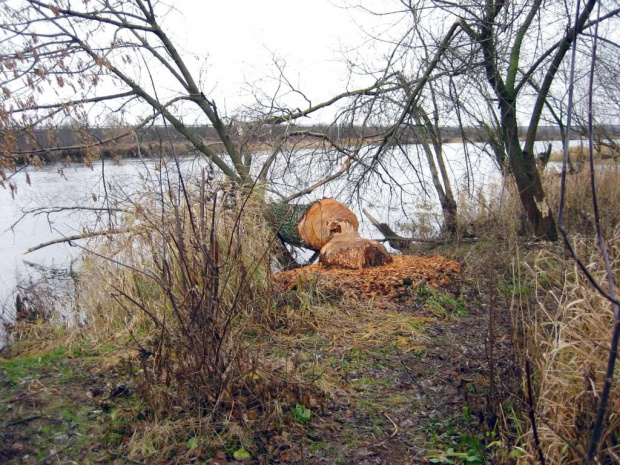 rz.Narew