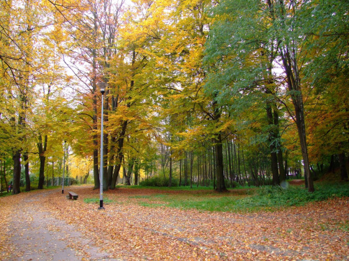 Park Chrobrego #Jesień #Park #Drzewa #Liście