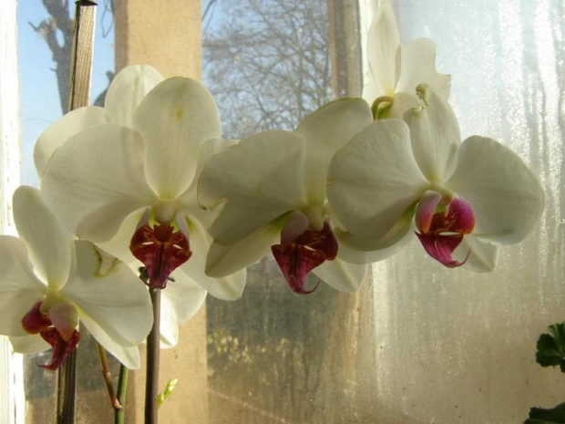 Falenopsis (PHALAENOPSIS).