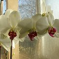 Falenopsis (PHALAENOPSIS).