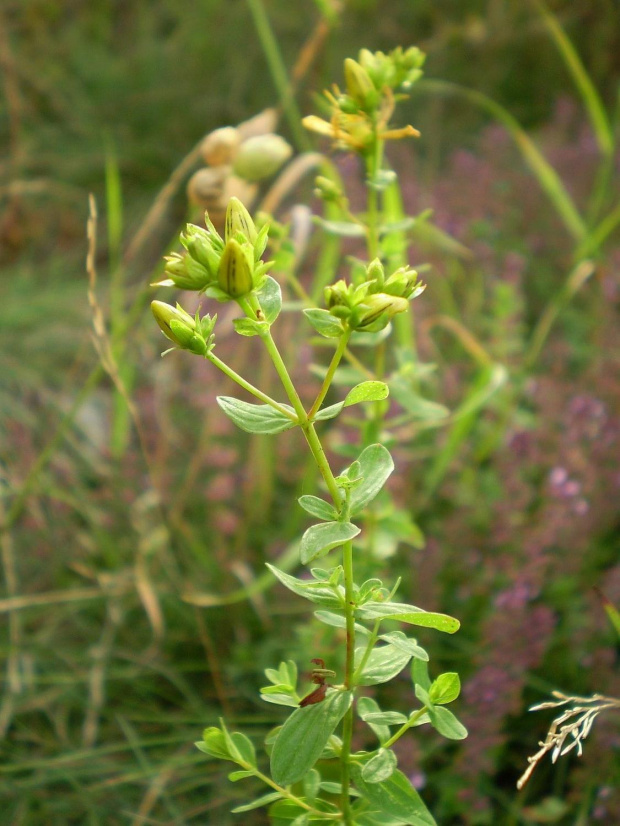 52a. Dziurawiec zwyczajny - Hypericum perforatum . Data : 02.08.2007. Miejsce : obok torów kolejowych . Miejscowość : Piaski Wielkopolskie .