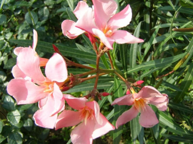 Oleander.