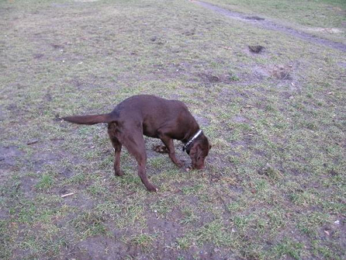 Hexa, Max i Hojrak #Labrador