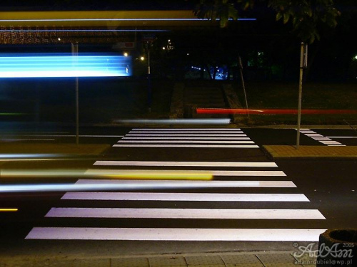 Zebra nocą