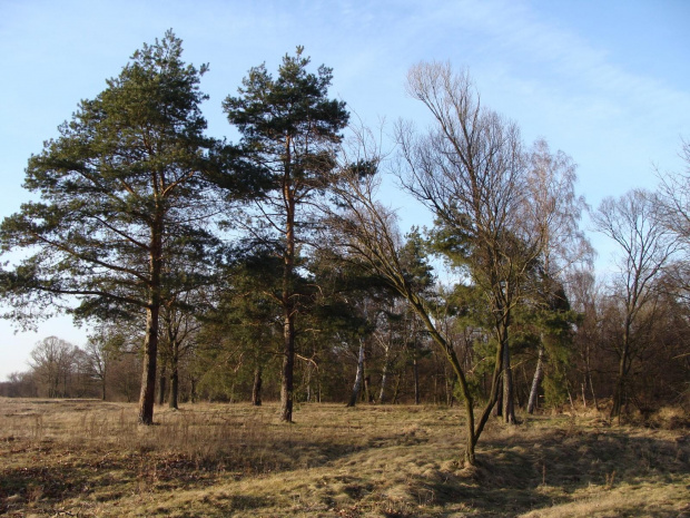 widoki nad Bobrem #Przyroda #widoki #rzeka #woda