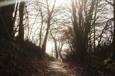 #las #ścieżka #natura #przyroda