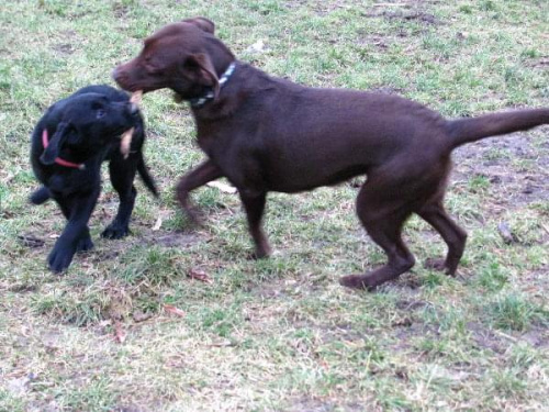 Hexa, Hojrak, Max, labradory.org #LabradorRetriever