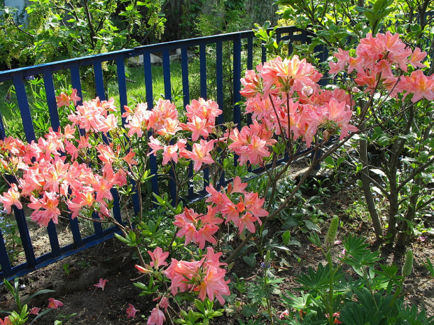 #kwiaty #azalie #ogród #wiosna