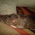 Marie :) #SzczurSzczurekSzczurkiSzczury