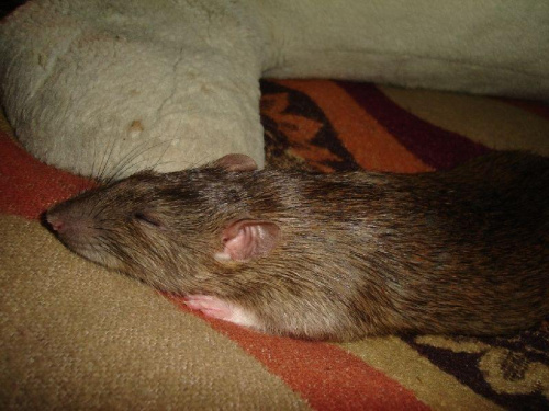 Marie :) #SzczurSzczurekSzczurkiSzczury