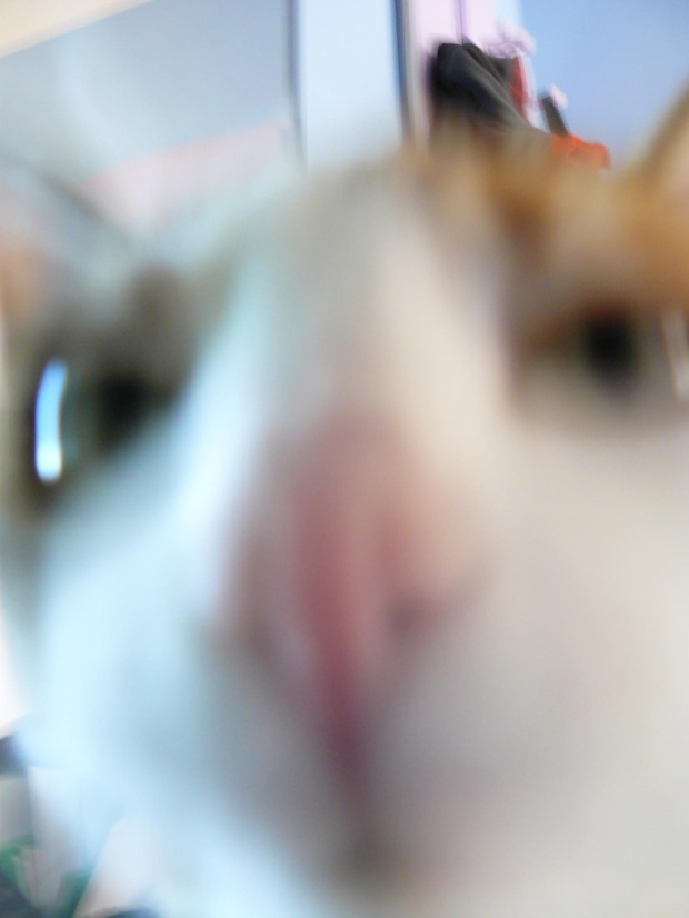 Nawet autofocus nie radzi sobie, kiedy obiektem mych fotografii jest Mikusia. ;) #miki #mikusia #koty #śmieszne #kot